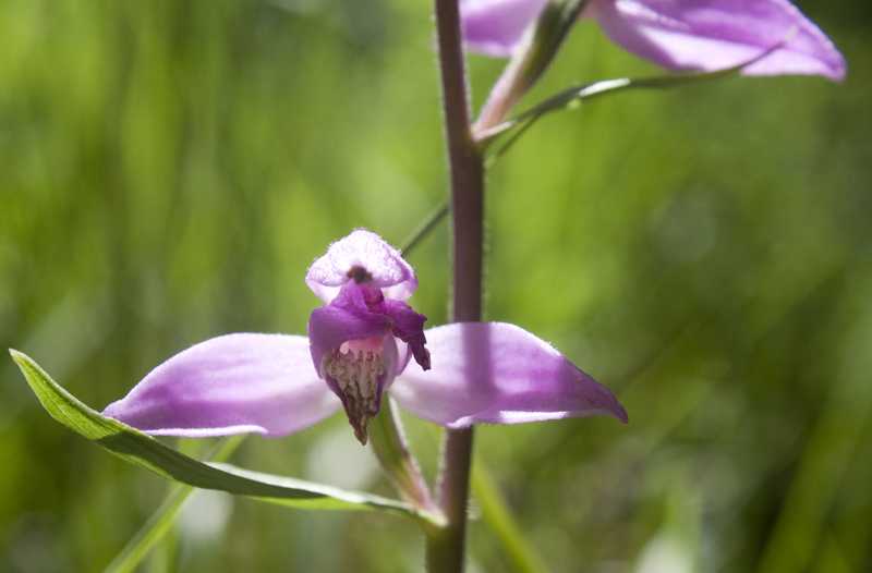 Cephalanthera rubra